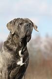 CANE CORSO 687
